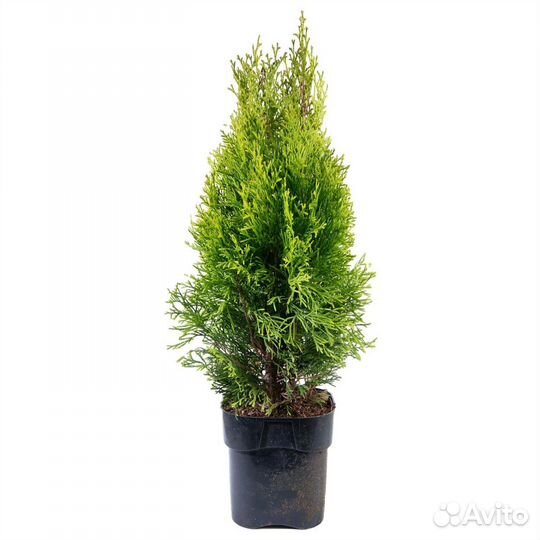 Туя западная Смарагд