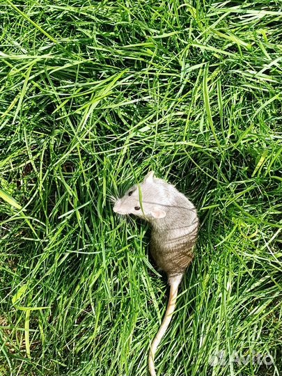 Крысы дамбо девочки