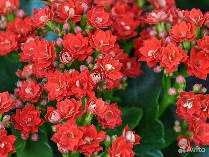 Каланхоэ