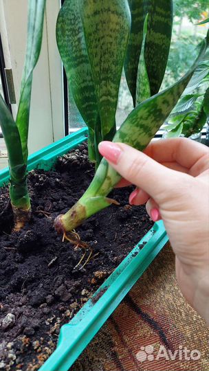 Сансевиерия