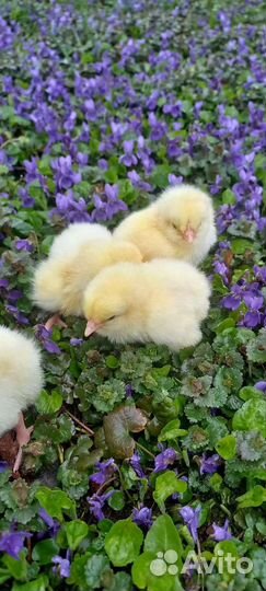 Цыплята суточные