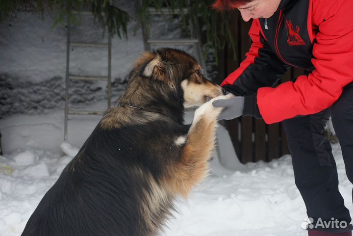 Коррекция поведения собак (с выездом)