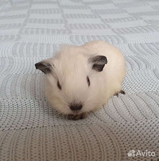 Морская свинка. Девочка