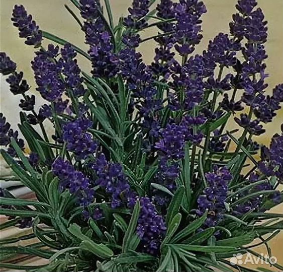 Лаванда декоративная «Услада» многолетник