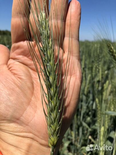 Семена Канадской озимой пшеницы рс1