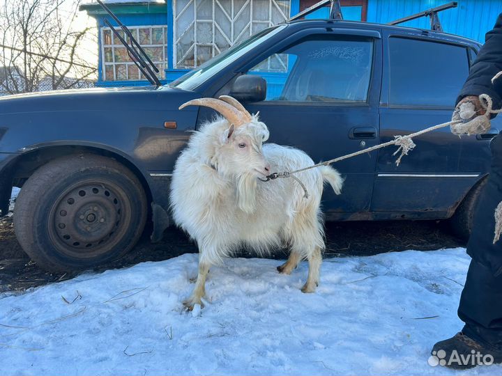 Продам козлов