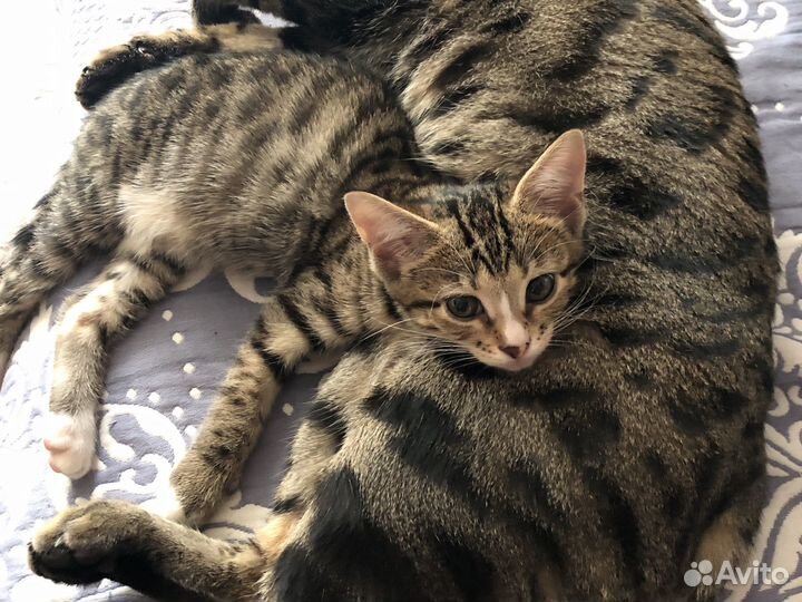 Кошечки тигровые