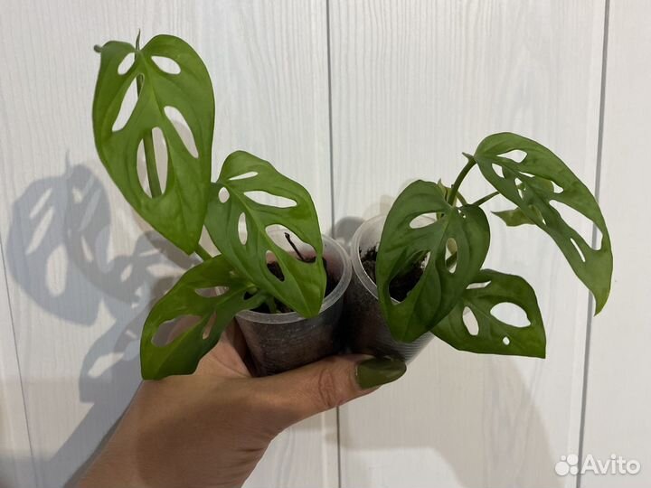 Маранта, монстера Манки