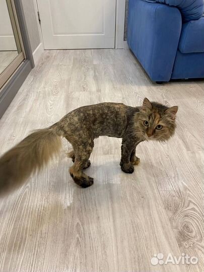 Стрижка кошек и котов