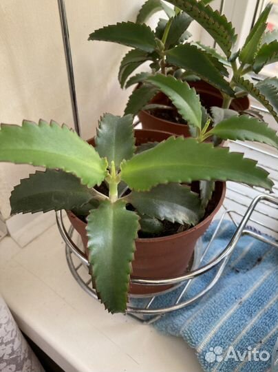 Каланхоэ лечебное