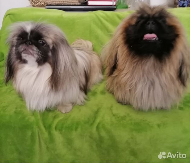 Щенки пекинеса