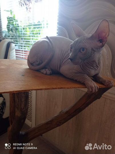 Канадский сфинкс