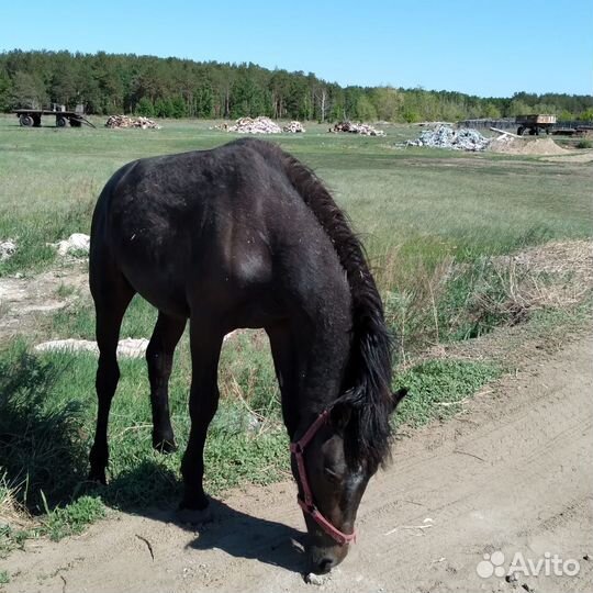 Жеребец орловец