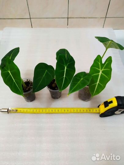 Алоказия фрайдек, мишольца, Alocasia Frydek