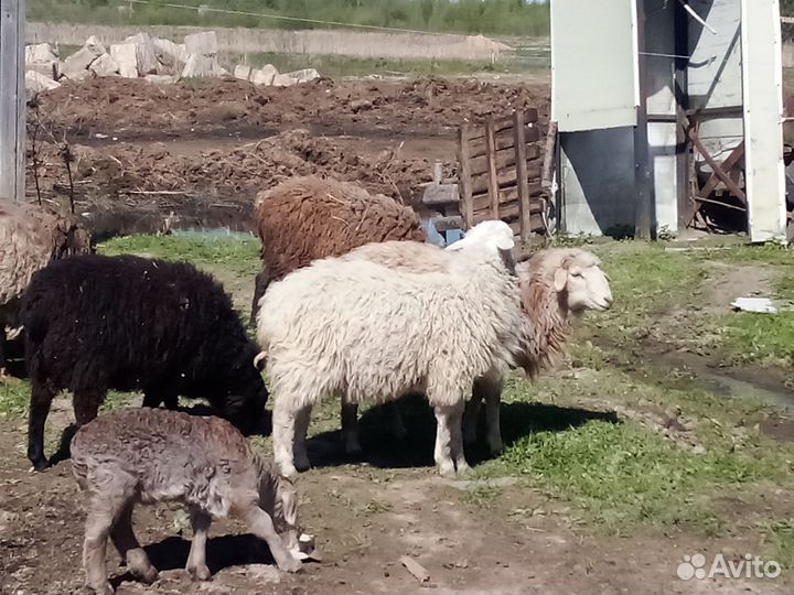 Баранчик на племя