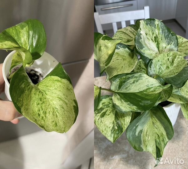 Плетущиеся растения