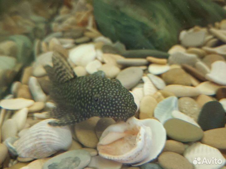 Сомики анциструсы взрослые