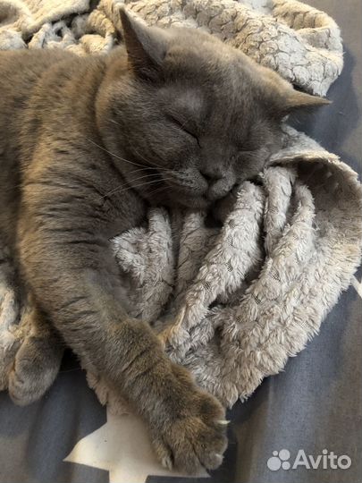 Шотландский кот