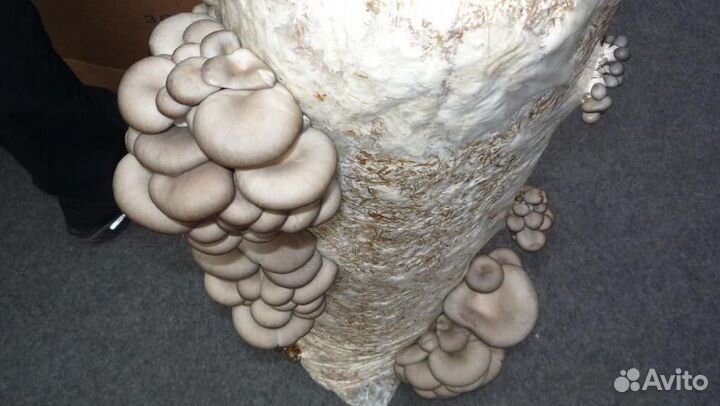 Комплект готовый для грибного блока просто сделать