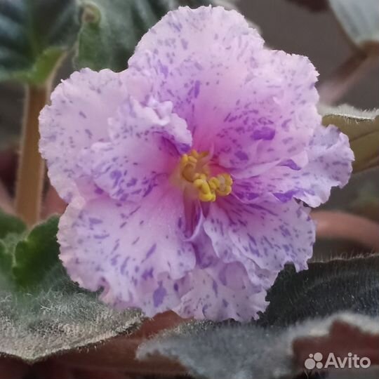 Детки сортовых фиалок