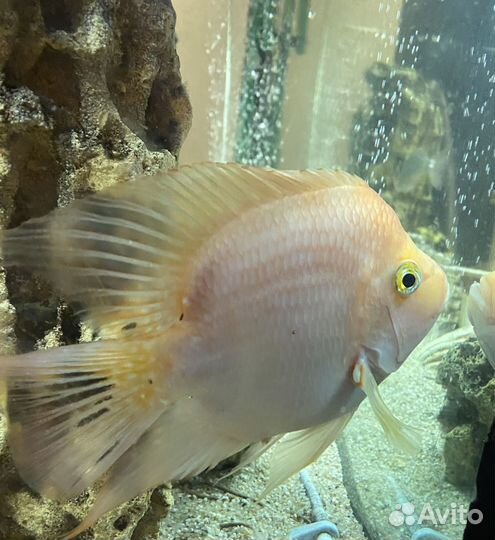 Рыба цихлида попугай