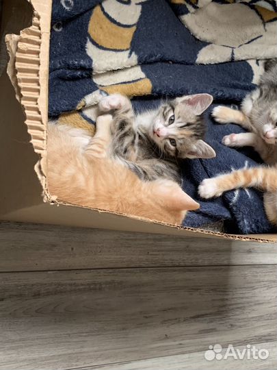 Котята в добрые руки