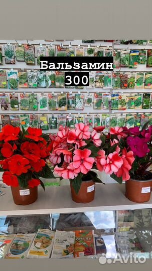 Комнатные растения