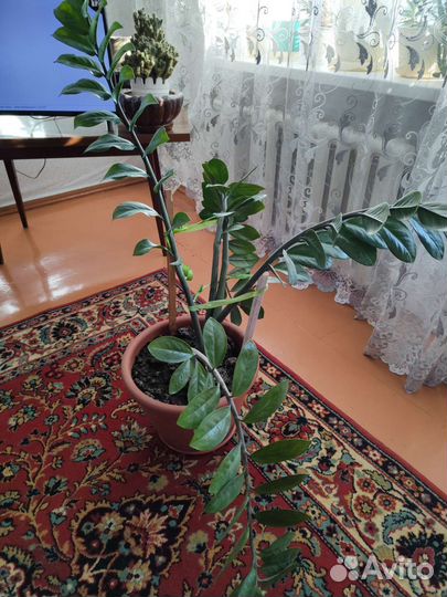 Комнатные цветы