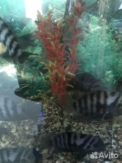 Рыбки сомики и цихлиды