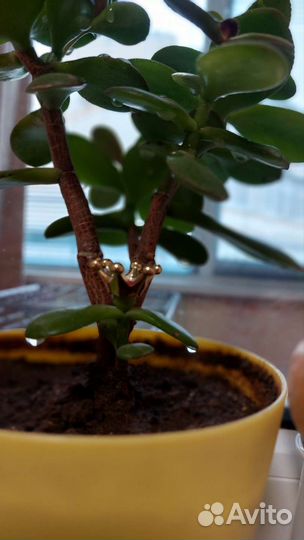 Толстянка в горшочке с короной)