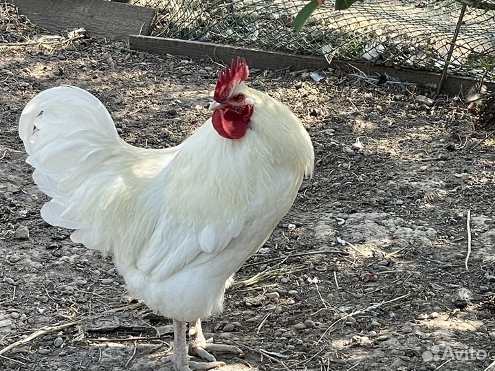 Продаю петуха и курочку породы Бресс Гальская
