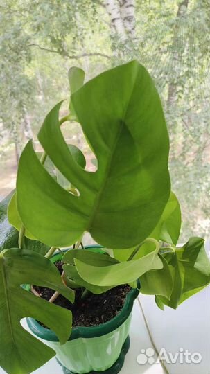 Монстера редкая мини лиана