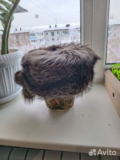 Шапка из песца