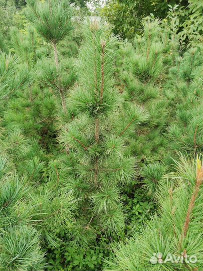 Саженцы сибирского кедра