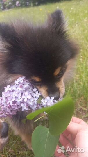 Компаньон/друг/соучастник для прогулок