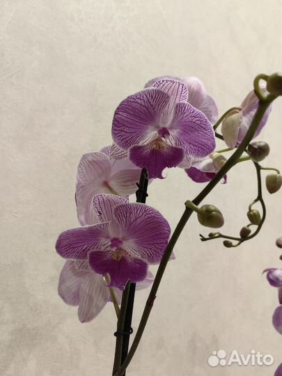 Орхидея фаленопсис
