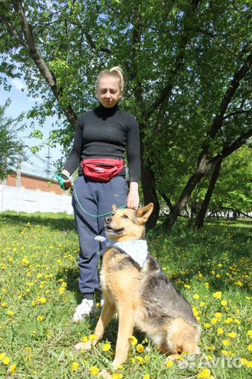 Собака хочет домой