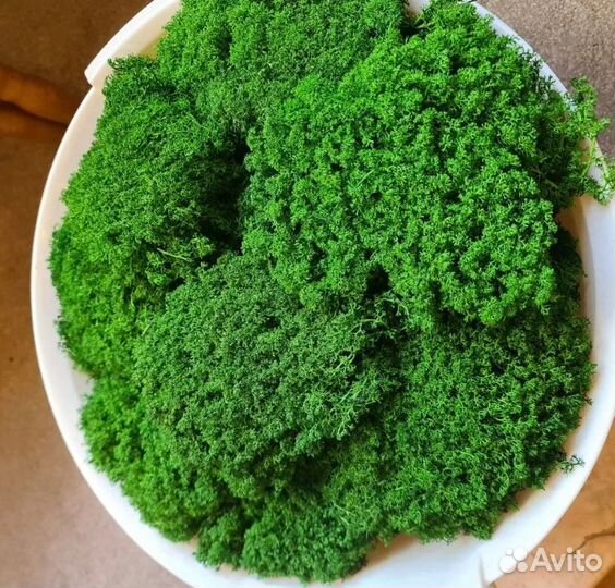 Вечно зеленый мох для интерьер спилы рейка декор