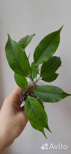 Сортовые фикусы