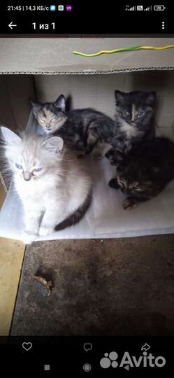 Кошка в дар бесплатно