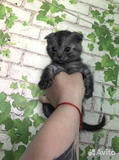 Вислоухие котята