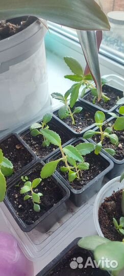 Каланхоэ живородящий укорененные черенки