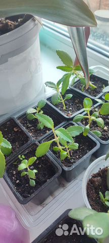 Каланхоэ живородящий укорененные черенки