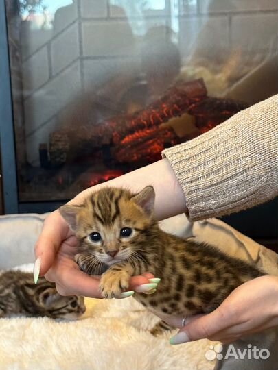 Бенгальские котята