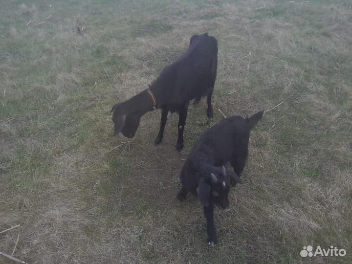 Козы дойные с козлятами