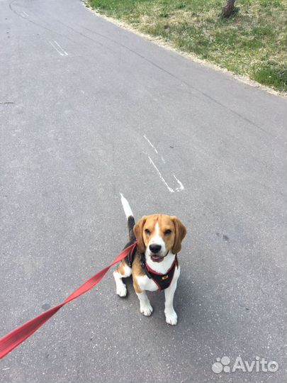 Передержка собак в домашних условиях