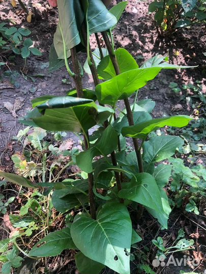 Сирень махровая сортовая