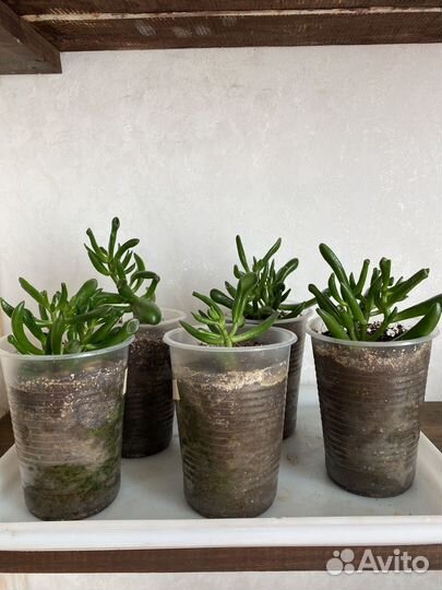 Крассула хоббит