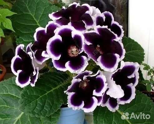 Глоксинии (много сортов)