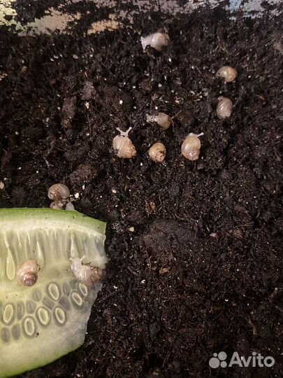 Улитки ахатина фулика альбино